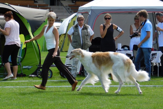 Go Go Bolshoi Jesse James - borzoi, magyar agár | On the move.