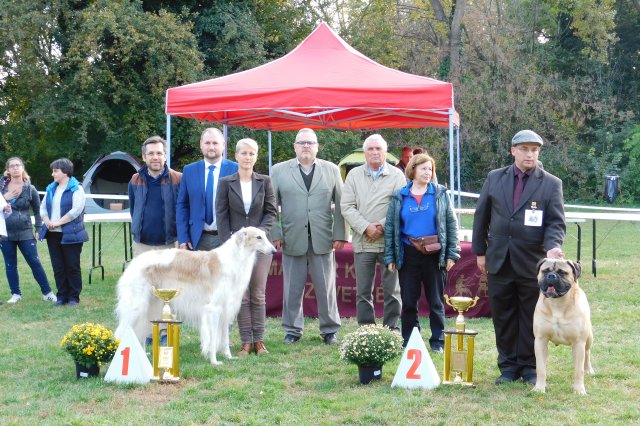 Go Go Bolshoi Jesse James - borzoi, magyar agár | Best in Show, again.