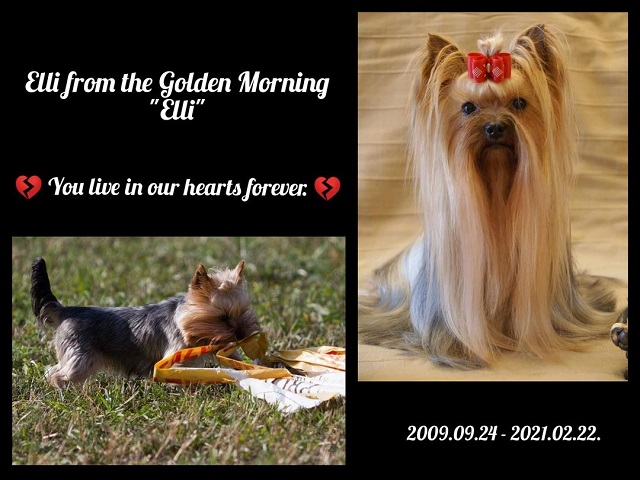Elli from The Golden Morning - yorkshire terrier | 💔💔💔