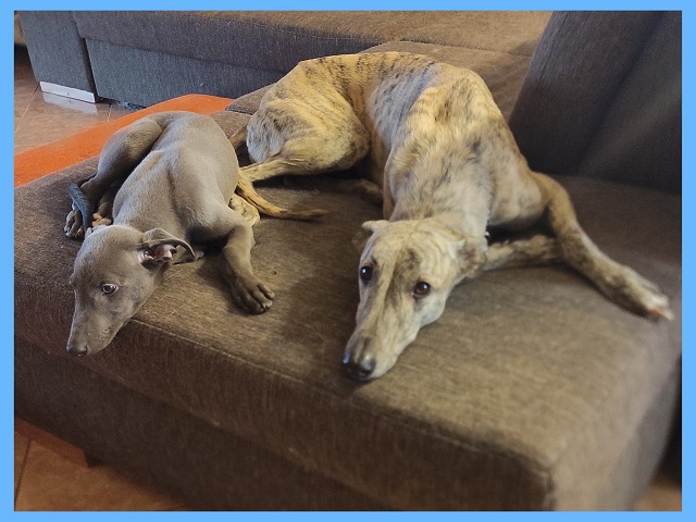 Lucky Penny Ámokfutó - magyar agár | Synchronous rest.