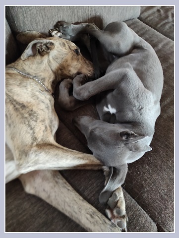 Lucky Penny Ámokfutó - magyar agár | Sara as a *little pillow*. Jarvis didn't bother himself, he always rest as he is comfortable.