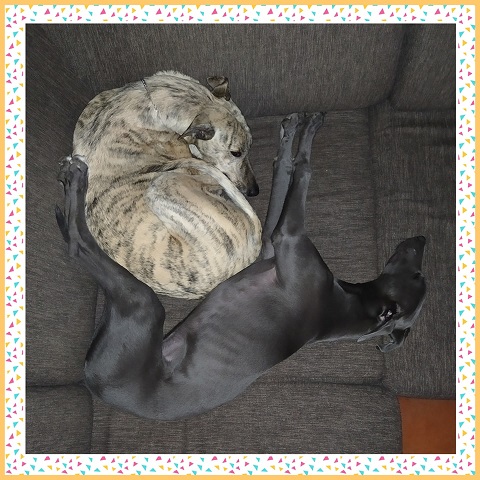 Lucky Penny Ámokfutó - magyar agár | They rest.
