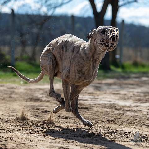 Lucky Penny Ámokfutó - magyar agár | Run, rush, hurry....