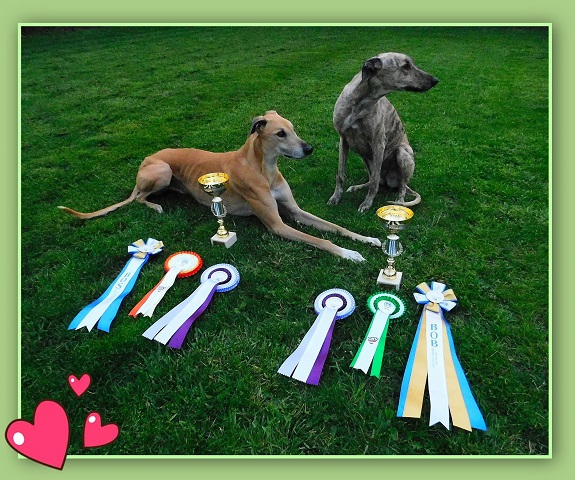 Lucky Penny Ámokfutó - magyar agár | Oberwart Dog Show result: We brought what was important. Sára and Mosoly are more interested in everything else than this *gentleman's mischief*. They don't care that I'm terribly proud of them. In summary: 2 CAC + 2 CACIB + BOS + BOB