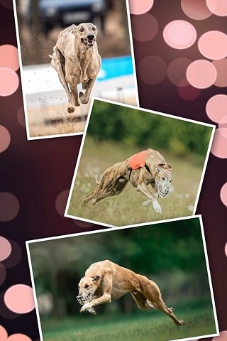Lucky Penny Ámokfutó - magyar agár | As if it only happened this morning... It's been 6 years since I received three small miracles. Lucky Penny... Ámokfutó ❤️ Sára, Aranyálom ❤️ Samu, Aranyifjú ❤️ Mosoly. Life with you is happiness, To grieve beside you nonsense. I wish all three of you a very happy birthday and at least twice as many together!